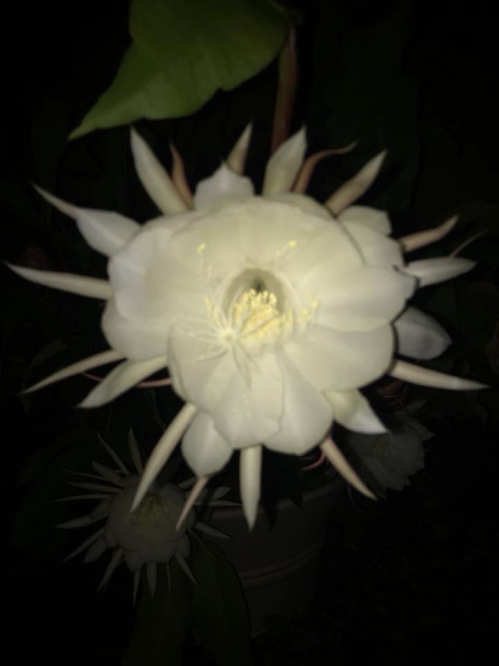 Candie Douglass' album, Mobile Uploads
