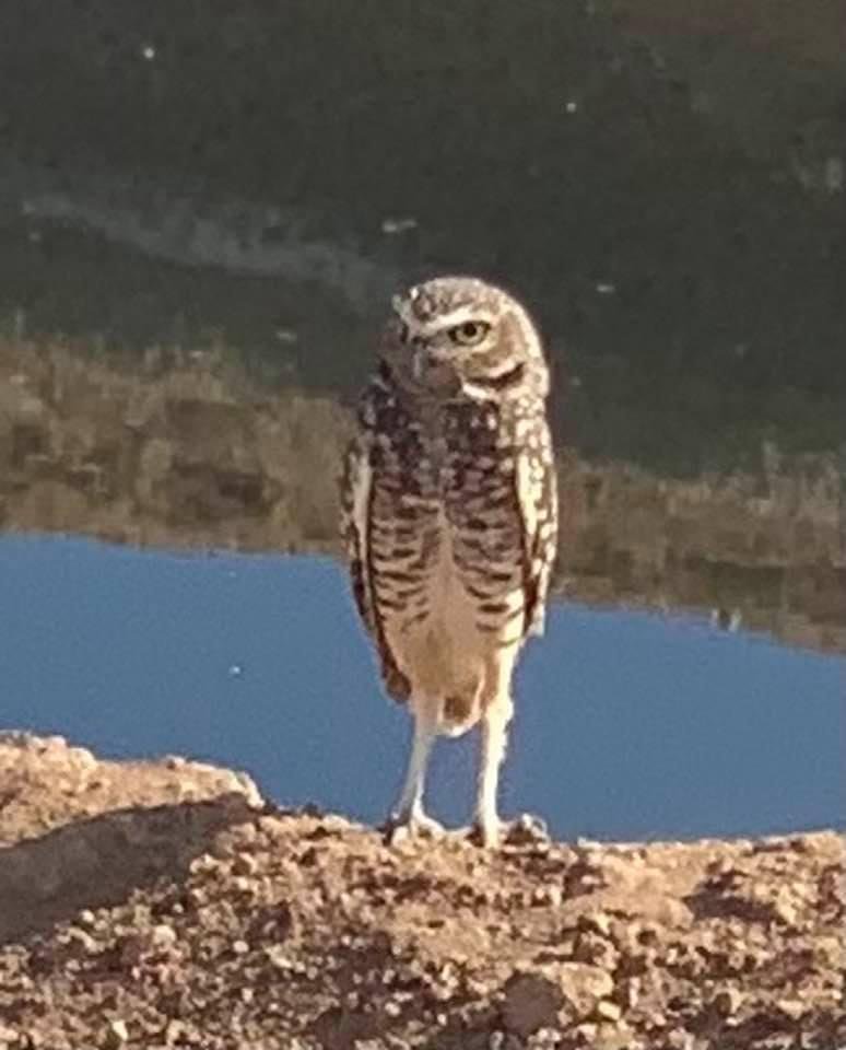 Saw this little guy on our morning walk. Chili was trying to get close but she would not have any of it!