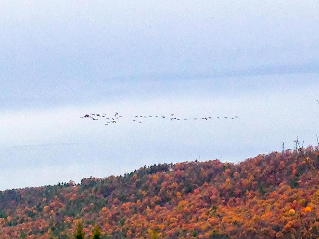 You don't need a compass to know which way this flock is headed.