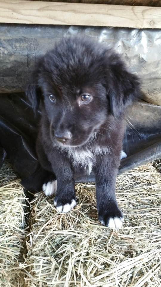 Here is a picture of the new member of the family...Her name is Chloe she is a border collie and she is a sweat heart ..she is about 3 months old🐾🙏🏼🐾