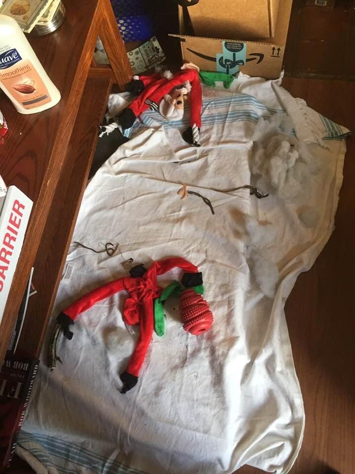 Second Santa destroyed within an hour stole the second one dog toy