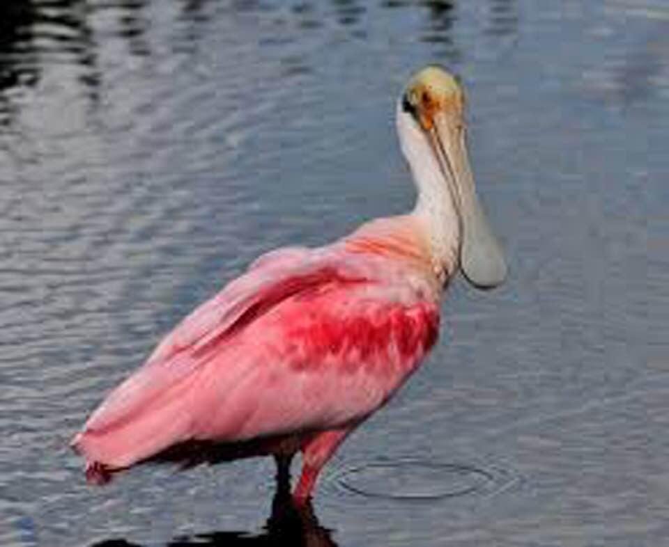 What a joy to spot this roseated spoonbill on the shore of our lake here in Florida! It was so pink I thought it was a pink flamingo when I first spotted it.