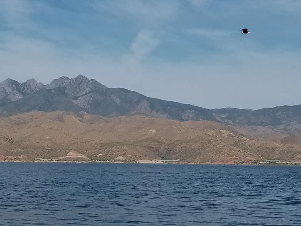 Bald eagle flying with Four Peaks in the background