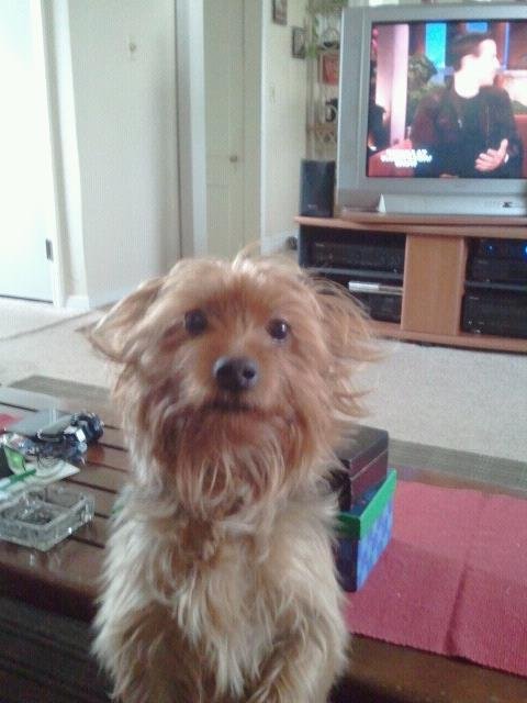 Dallas right after a bath and dry
