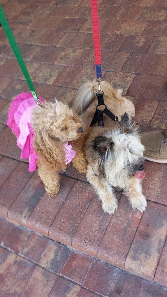 Cupcake and Winston shopping on 5th