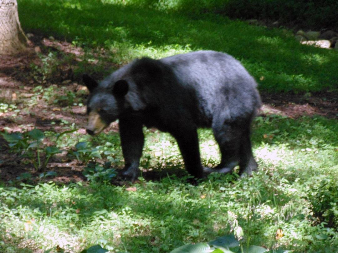 I was able to get a picture of the bear who fired up my garbage can. She hung around for about 15 minutes strutting back and forth, and staring at us. This one has three cubs.