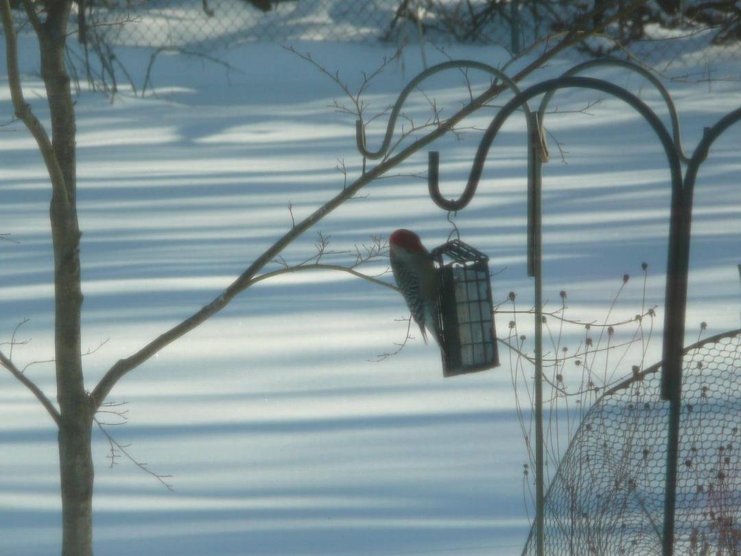 Red-bellied woodpecker and snow