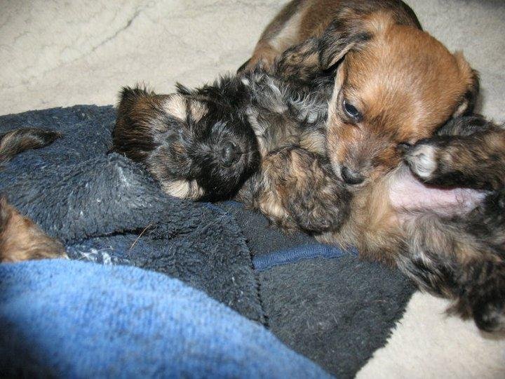 Clay Blanchard's album, Puppies