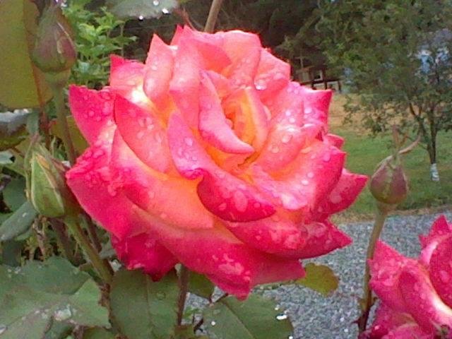 Donna Bernier's album, Timeline Photos