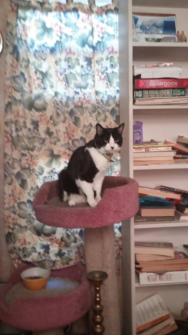 This morning my kitty babies passed away, she was 14, had a good life, and now she is with her brothers and friends on rainbow bridge. I will get to see all my babies who have left to be in the meadows to run free. God ble