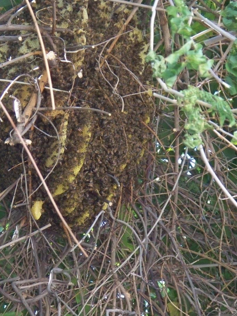 Steve North's album, The Bee Invasion