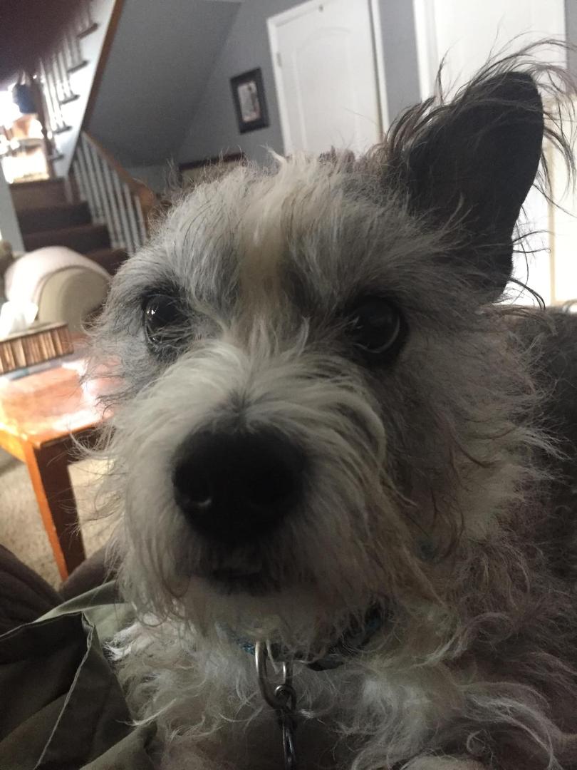 A very sad and heavy day for me Vrtjak’s 😭 we had to put our Terrier mix Peanut down! RIP my little buddy! I loved him ! 😭🌈😇🙏