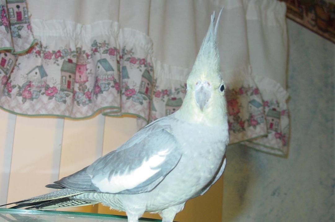Found Female Cockatiel on May 7th in Taylorsville, Utah before the Thunder Head, around 4:00 p.m. Location around 5400 S and 3535 W. If you know someone that has lost a Cockatiel in the area have them drop me a note.