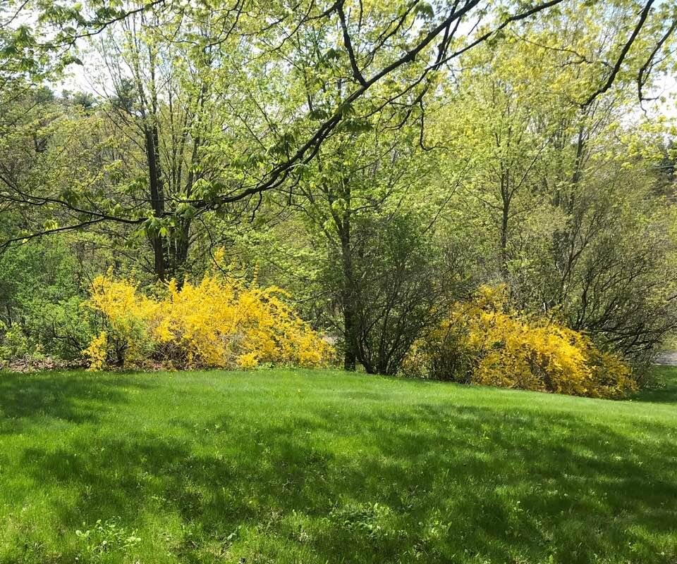 Forsythia beautiful this year