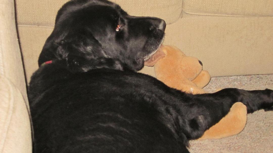 Samson and Puppy (his stuffed teddy bear)