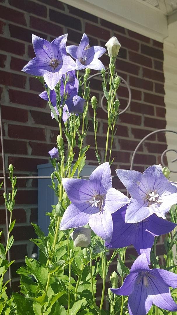 Peggy A Stallings come see my balloon flowers.