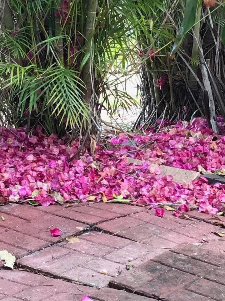 I love these red flower petals. They make a beautiful ground cover in the back yard when they fall from the flowering tree.