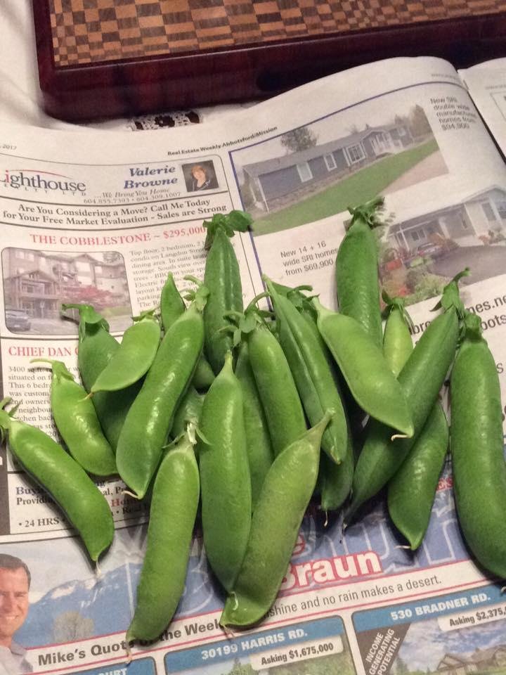 My first peas of the season