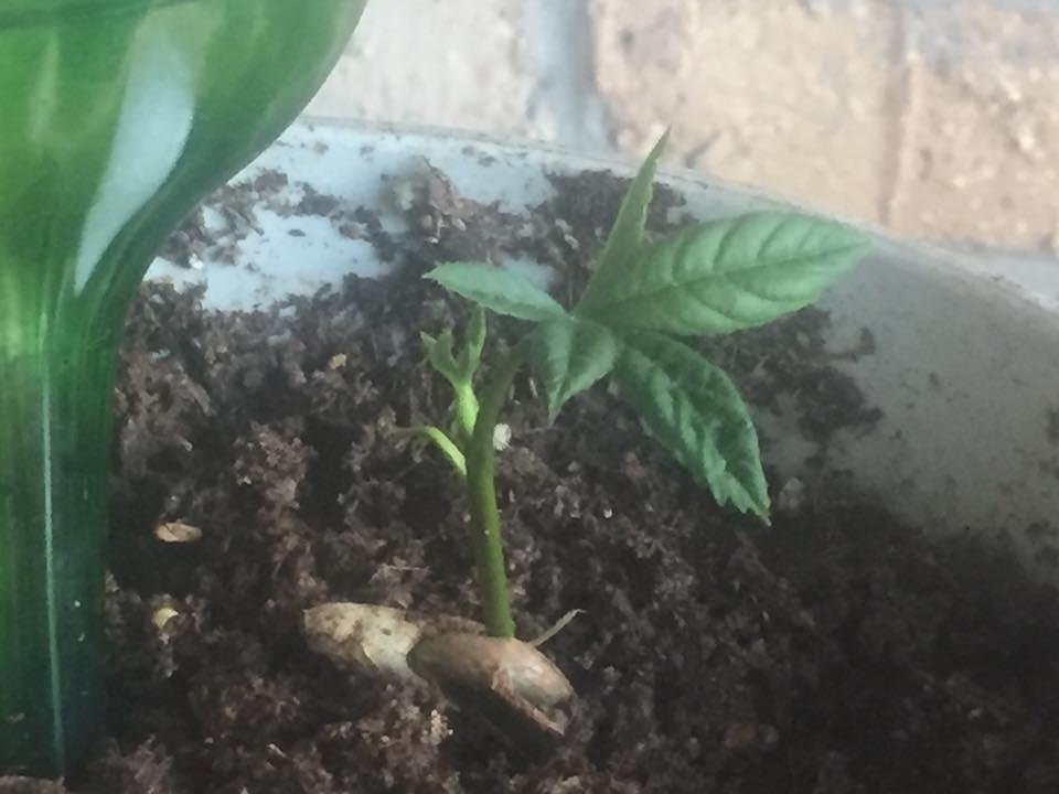 Would you believe I am growing a buckeye tree on my patio. Recently planted a buckeye that I found in the park last fall and kept in my refrigerator in a sealed Ziploc bag and forgot about it until about three weeks ago.