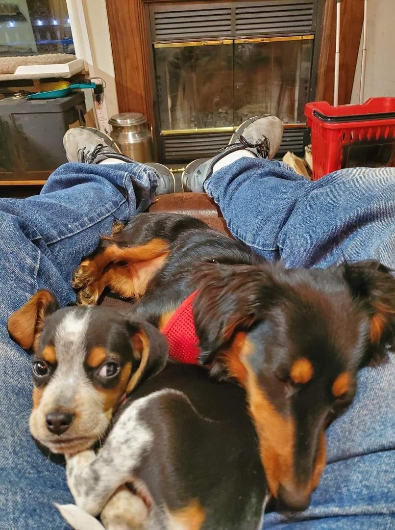 Our grand dogs,Blue and Heidi