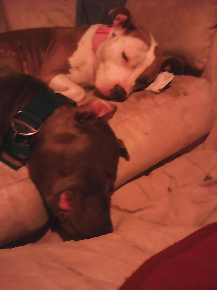 Fatboy and Fatgirl are so over this moving thing. Watching all that work was exhausting!!