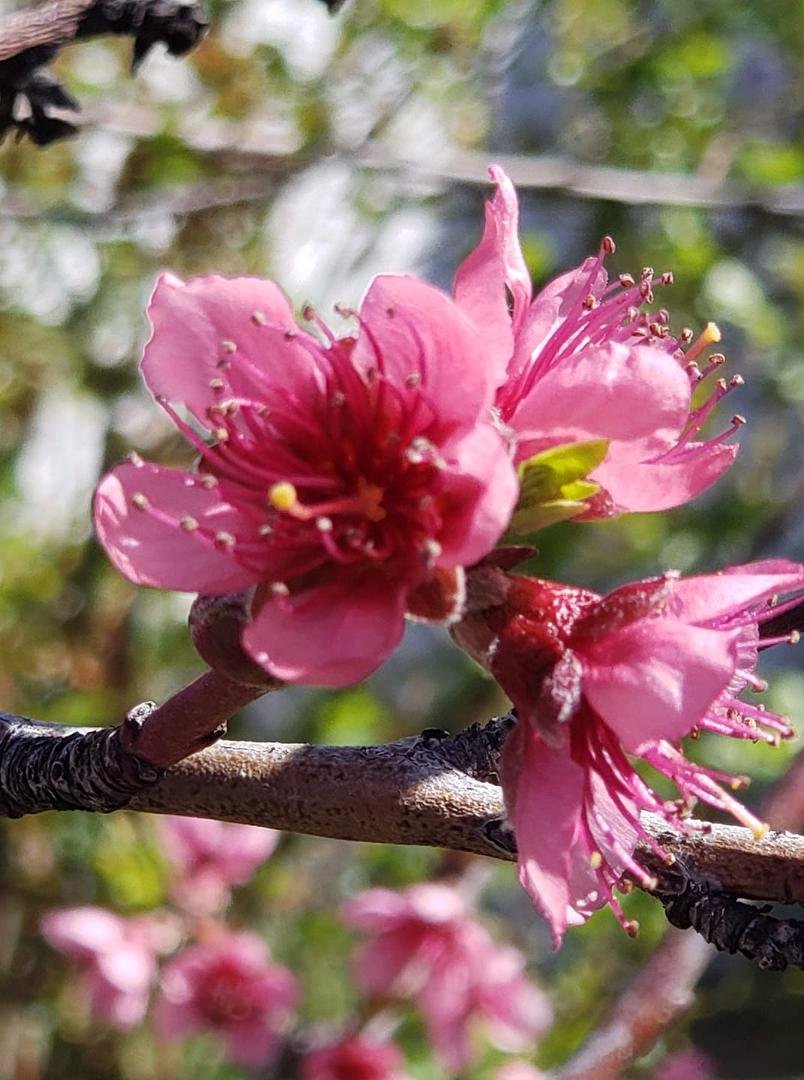 Close up of some peach blossoms in my yard