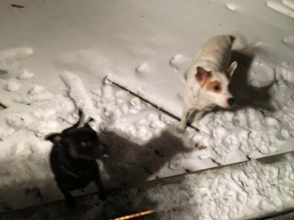 2 dogs found at my house around 5 pm today . They are being taken to the Animal Resource Center in Millville. The Black dog looks to be some type of Pug mix and the white one looks to be a Jack Russell mix but larger. Call 