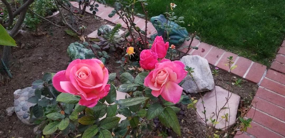 Roses at sundown