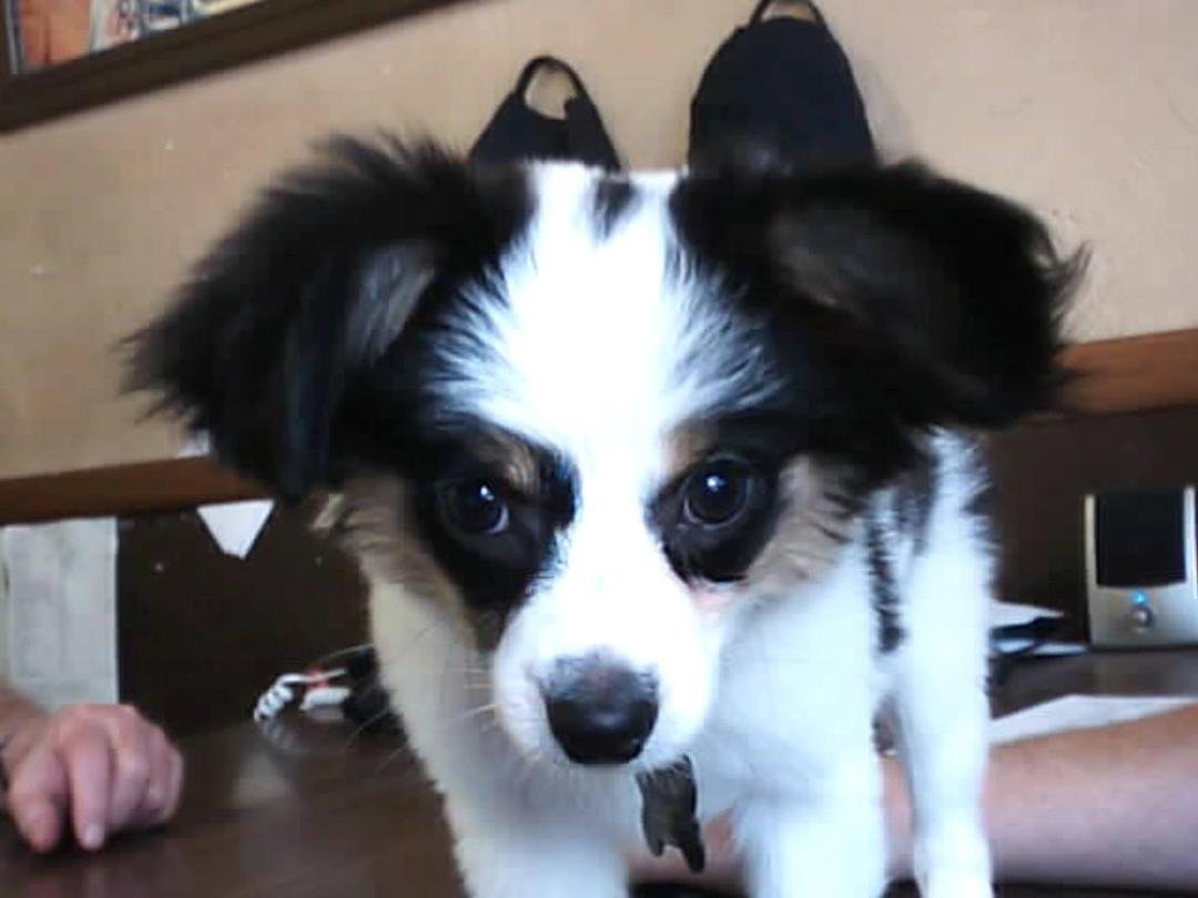 We lost our dear Rose last week. She was 13 years old. Best dog we ever had. She will be missed by all. RIP Rosie. Our new 4 legged employee at Shaw's Beer Dist. His name is Jasper. 11 weeks old. He is a Papillion.