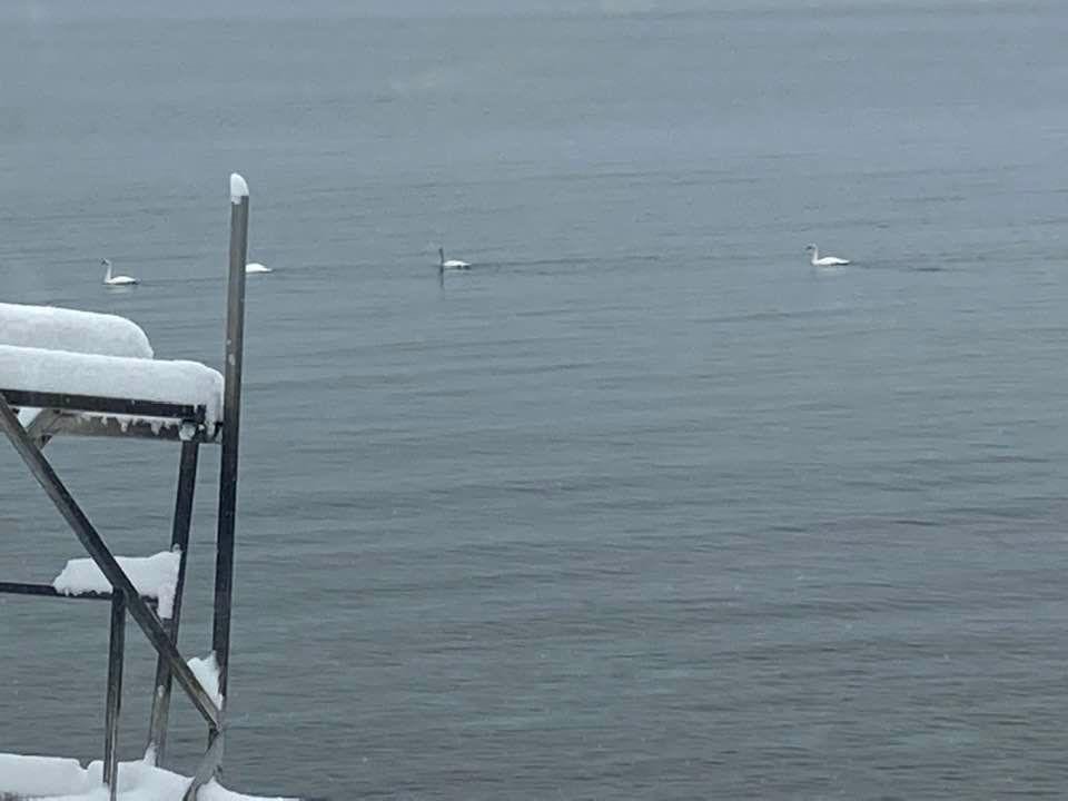 Six swans a swimming by! It must be getting close to Christmas🌲