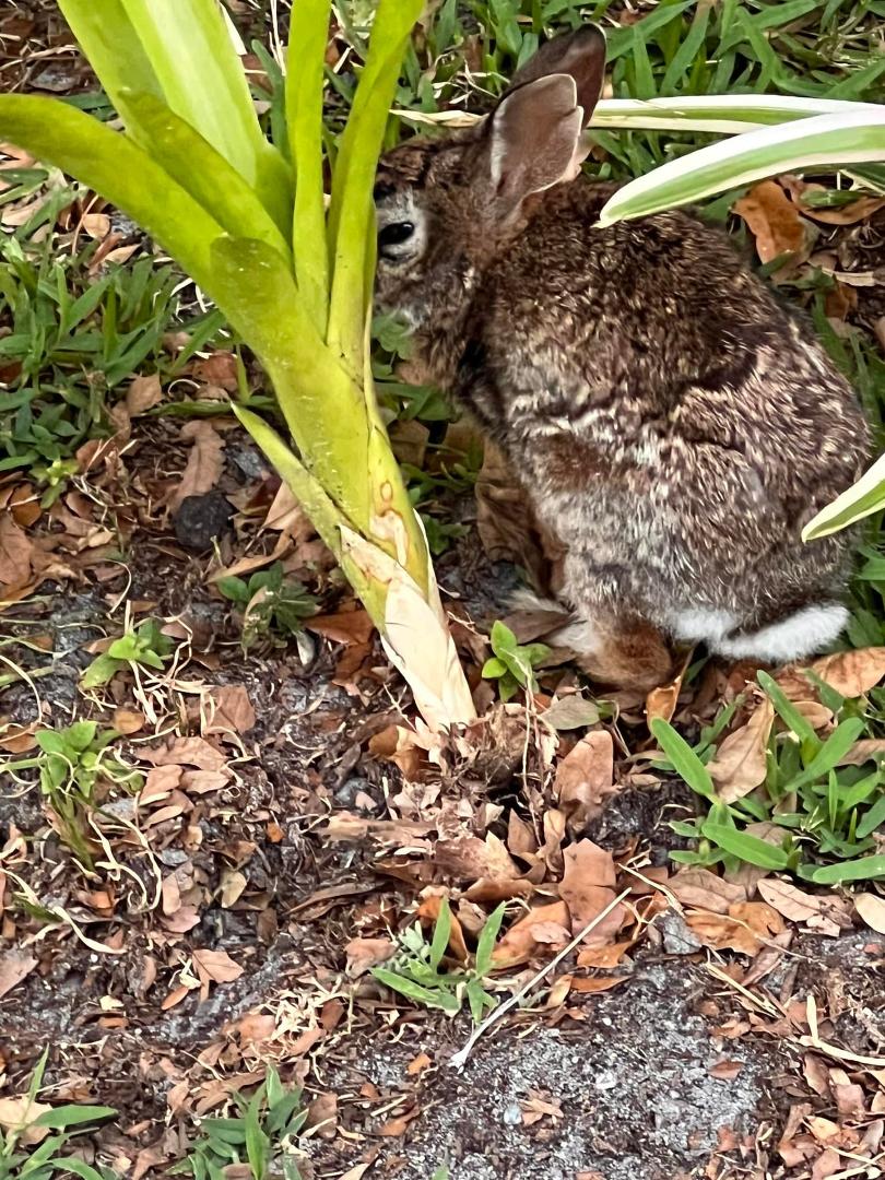 Since Bella left, I’ve been talking to the rabbits and the squirrels by myself. I’ve officially become an old man wandering around muttering to animals. One of her old friends got caught by one of the gringo dogs today. Jus
