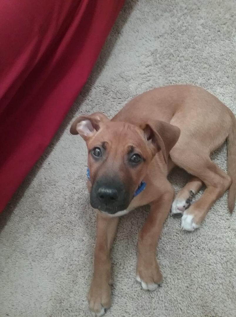 Meet "Sam", our New, "Tasmanian Devil" addition to our family. Also referred to as, Devil, terminator, destroyer, and totally Adorable. No, don't have fits, I won't post a zillion pictures. Just the one I posted was horrib