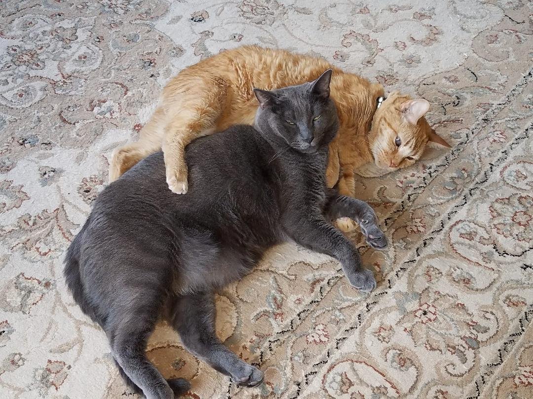 A little kitty love....