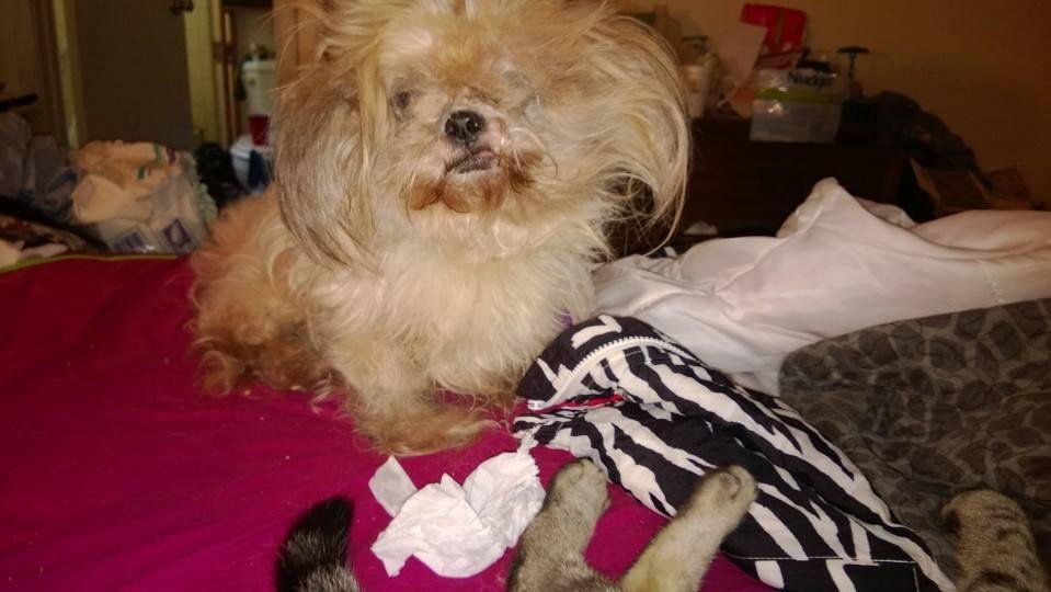She is a mess! I was taking a picture 
Of the cat!!