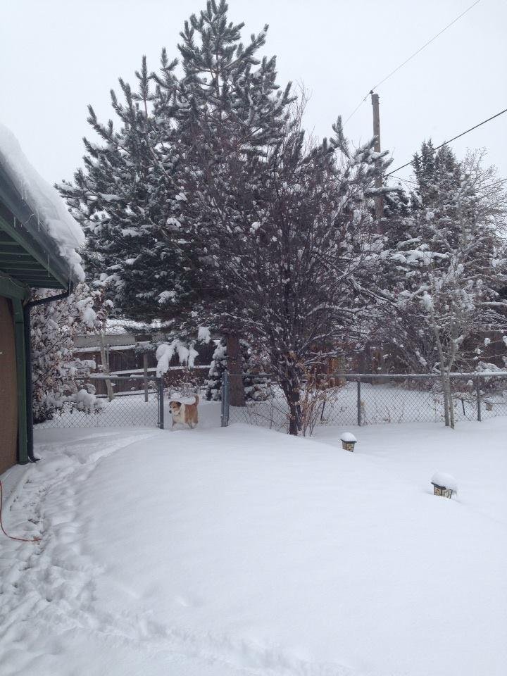 My back yard I got a dog out there playing in the snow lol got to love it
