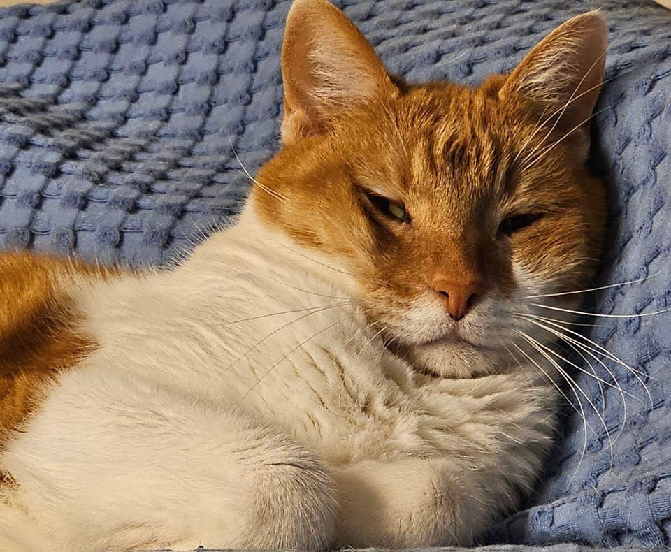 "Soft Kitty, Warm Kitty, Little Ball of Fur. Happy Kitty, Sleepy Kitty, Purr Purr Purr"