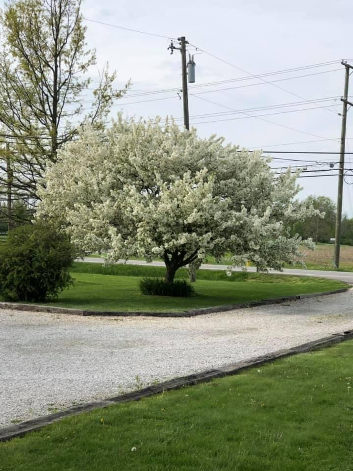 Our crabapple is in full bloom. I was beginning to wonder.