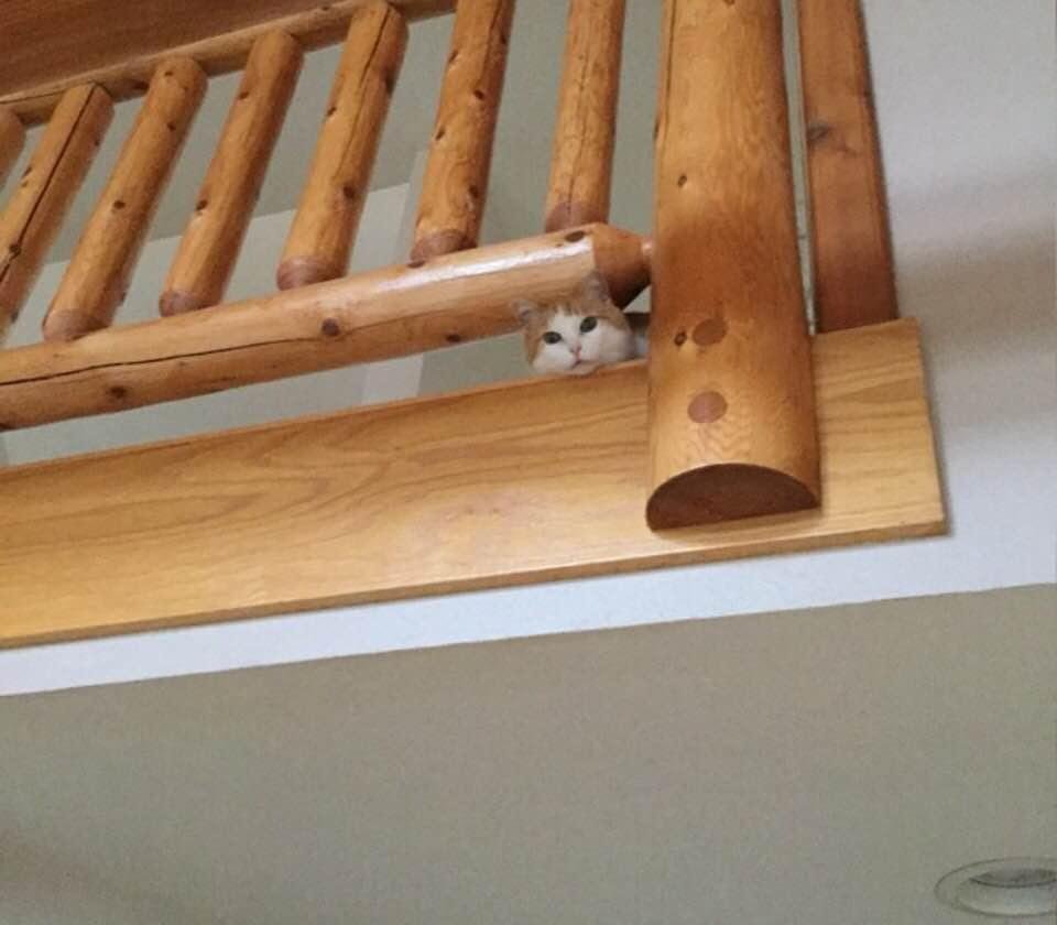 Ginger on guard duty
