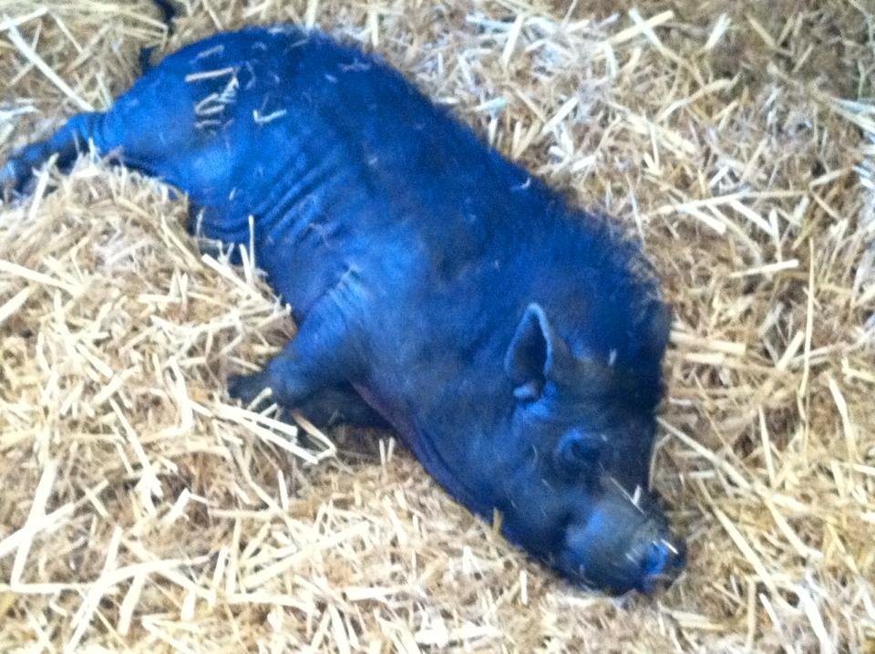 RIP Harley, oldest pig I've ever dealt with, 22 Yrs old!