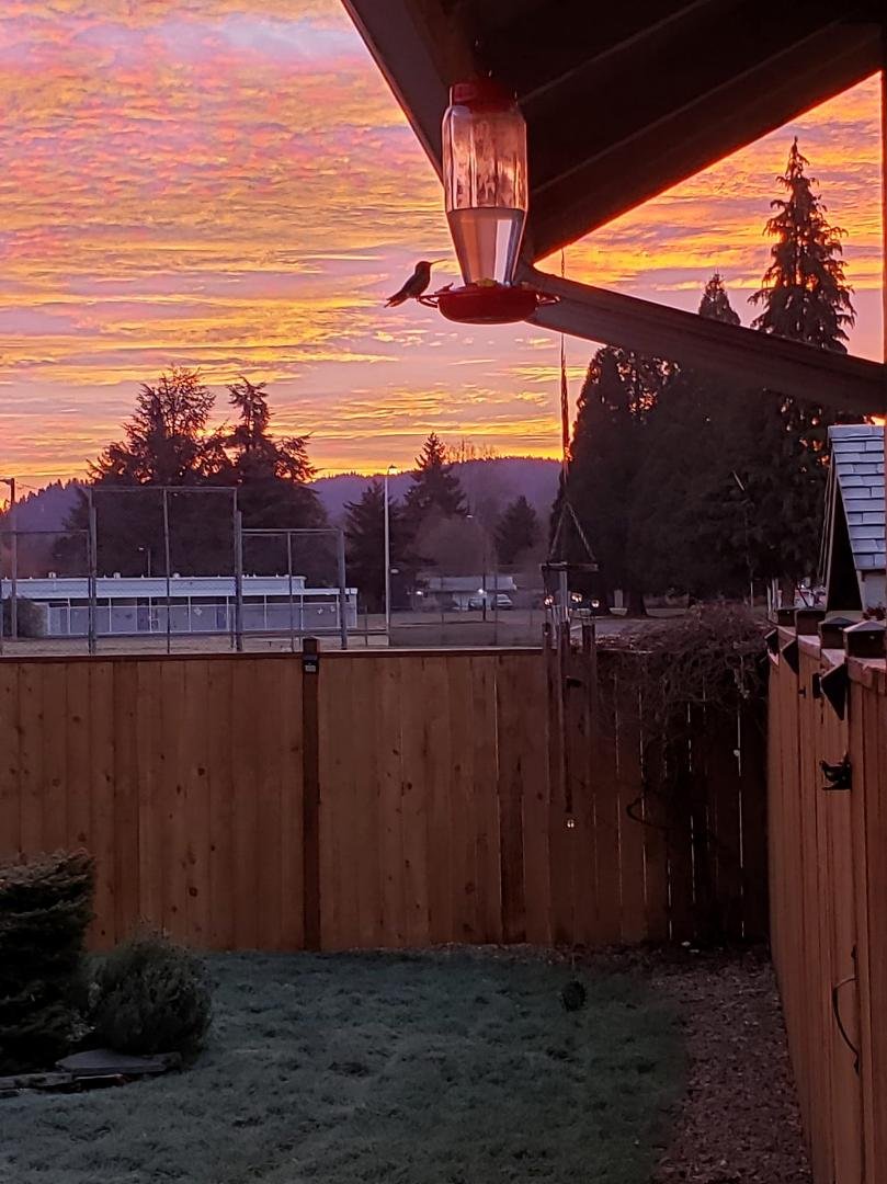 Hummingbird sitting on the feeder!