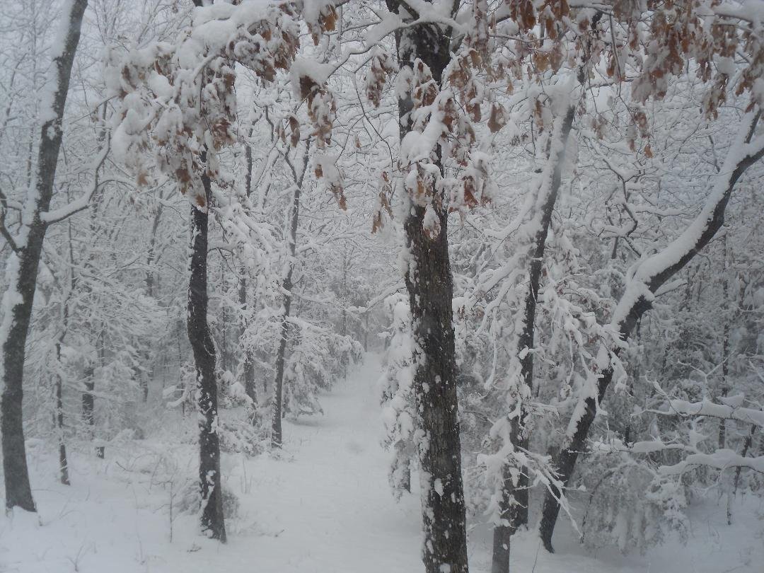 My front yard at Mt. Sterling,