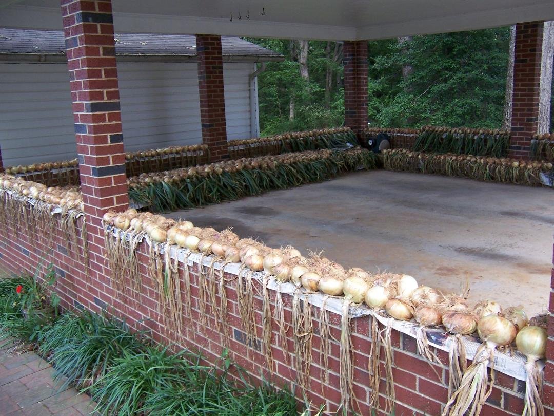 Loyd's onion crop 20011