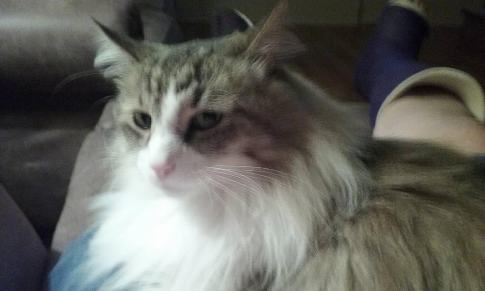 We have had a great day. Cooked on the grill for the first time. Keith used to do the cooking. Now I just relax with my 3 legged fur baby!! Isn't he gorgeous?