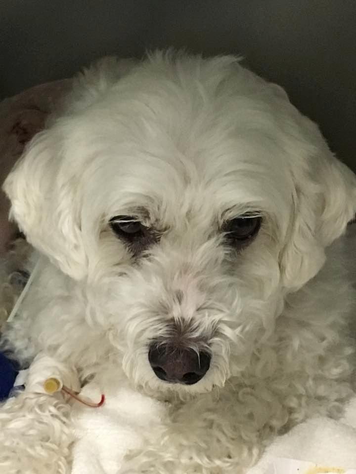 Romey had surgery today for his other leg.
He's doing great and I'll bring him home tomorrow.
No more stairs or jumping on furniture for 6 weeks. I'll be carrying him everywhere.
Problem is he's dead weight 😩(he's 27 lbs.!