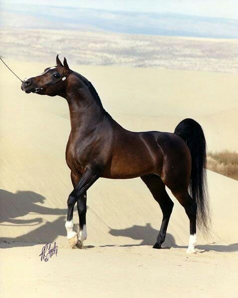 I want this for Christmas.....
