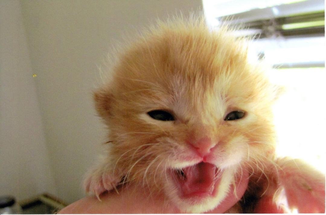 My baby Booten and his brother were 3 on Friday. This is him complaining about something when he was about two weeks old. They were abandoned at birth and I raised them.