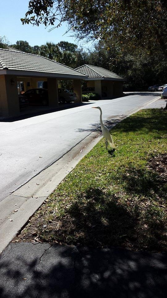 Beautiful egret by my car today