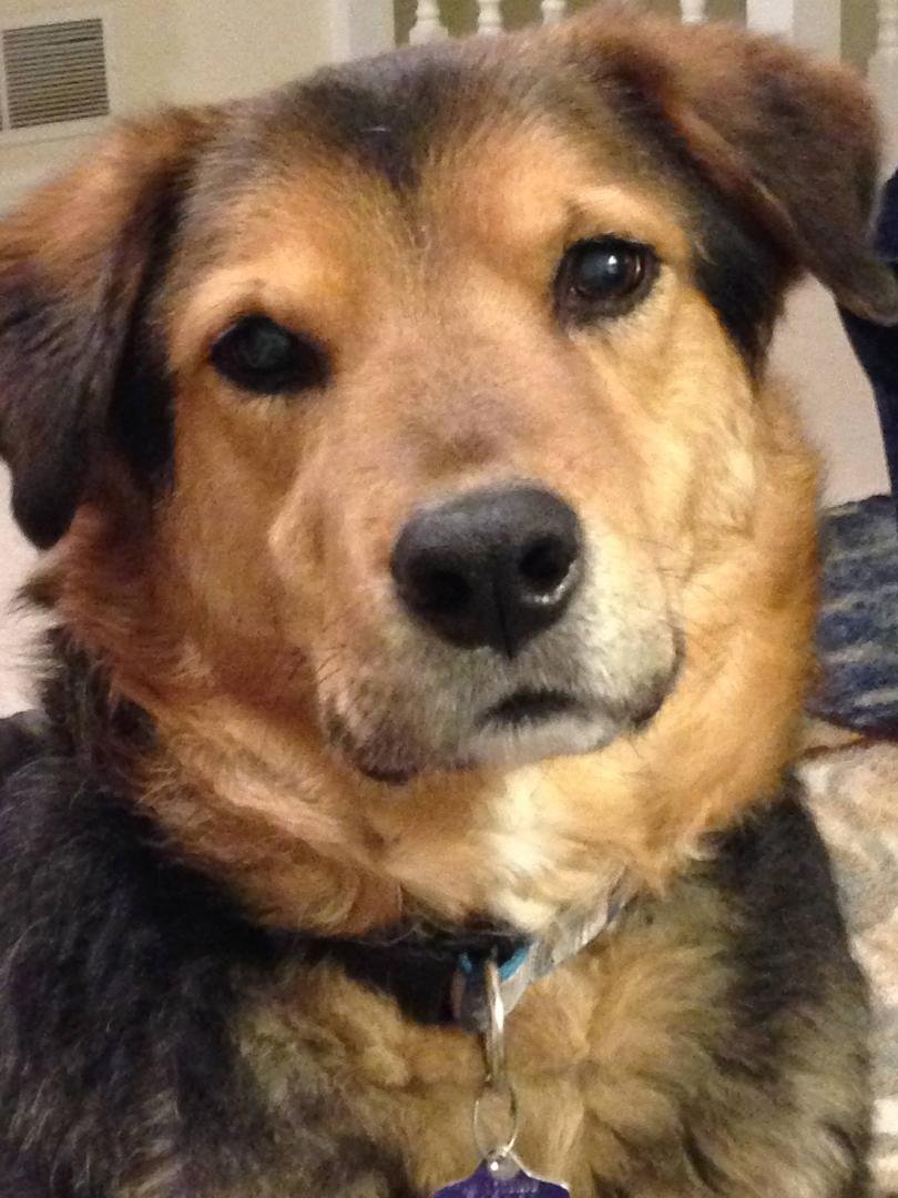 Optical illusion: you think he is staring at me with unconditional love, but you don't see the plate of food in my lap.