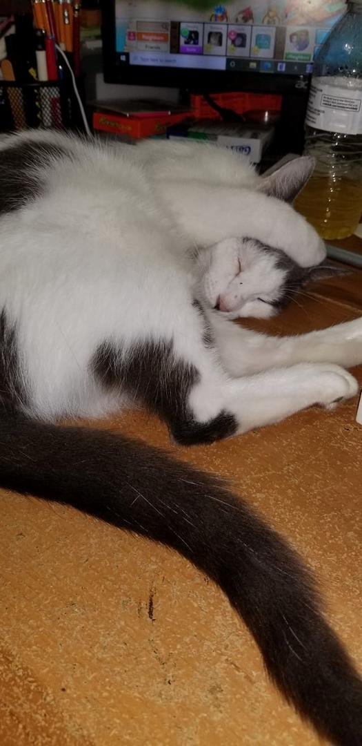 Pregnant kitty has finally started labor