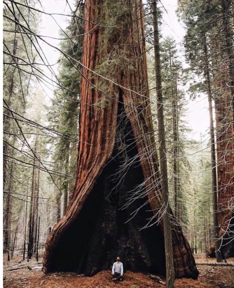 With a tree like this ..... who needs a house !